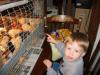 Nephew and Chickens